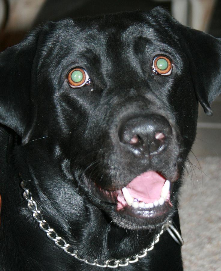 Happy Black Lab Photograph by Cynthia Hackney - Pixels