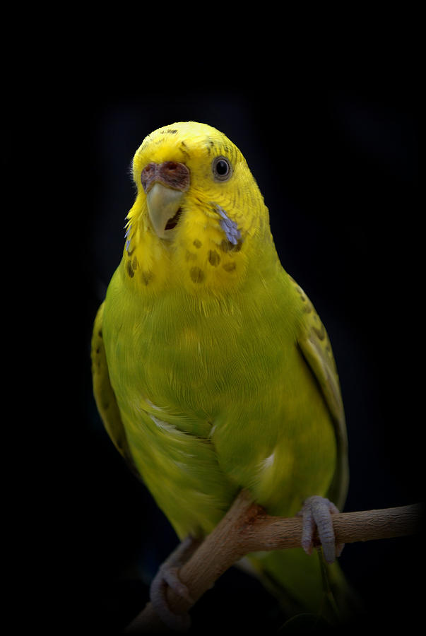 Happy Budgie Photograph by Nathan Abbott