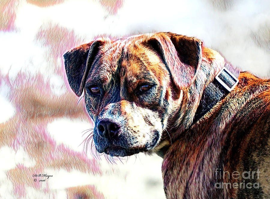 Dog Mixed Media - Happy Bulldog by DB Hayes