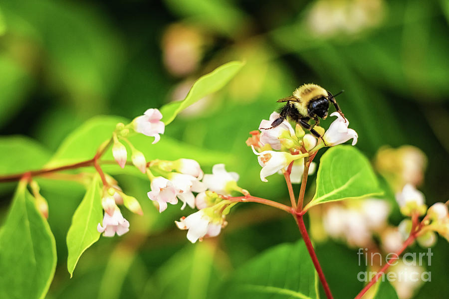Happy Bumblebee Photograph by Elizabeth Dow