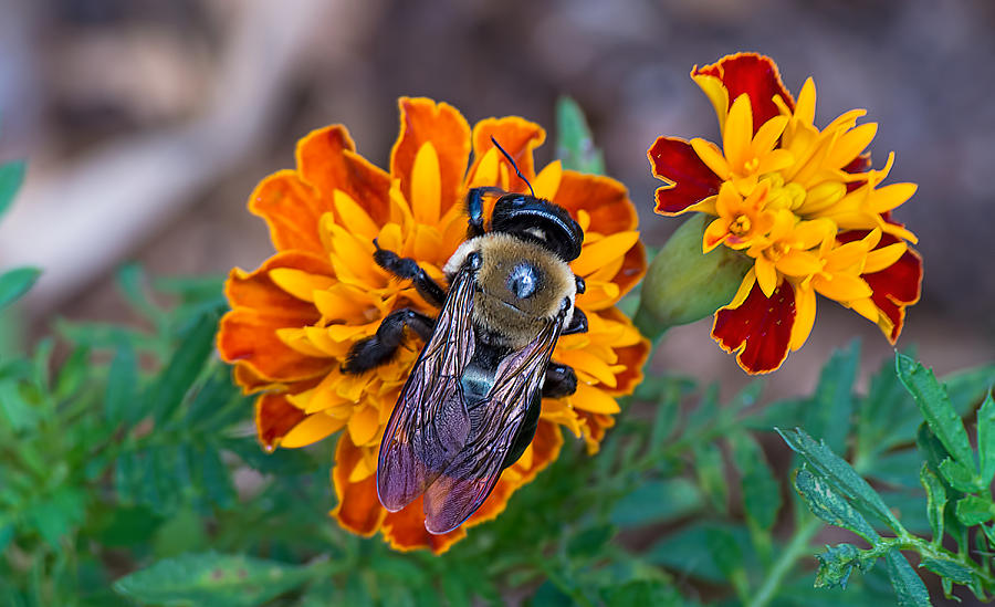 Happy Bumblebee Photograph by Kenneth Albin