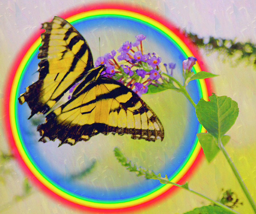 Butterfly Rainbow Meditation Wall Art Photograph by Carol F Austin