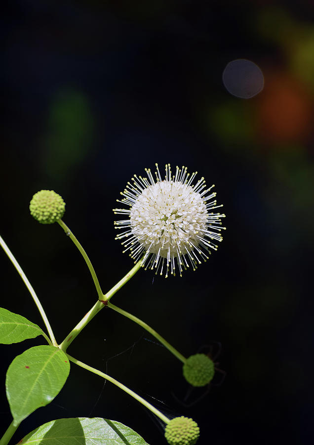 Nature Photograph - Happy Buttonbush by William Tasker