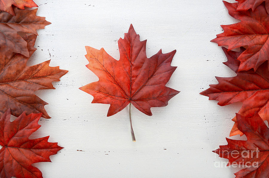 Happy Canada Day red silk leaves in shape of Canadian Flag. Photograph by Milleflore Images