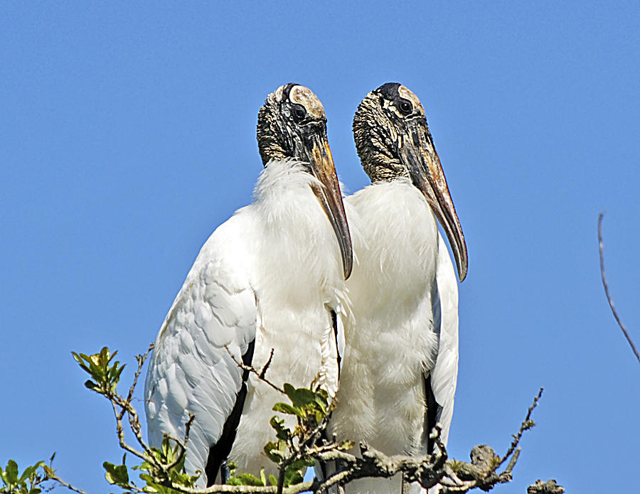 Nature Photograph - Happy Couple by Kenneth Albin