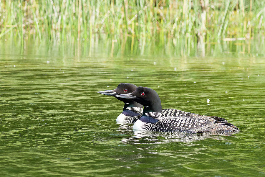 Loon Photograph - Happy Couple by Penny Meyers