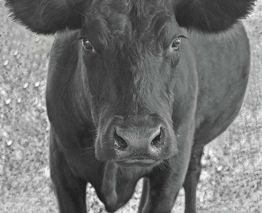 Happy cow Photograph by Kris Comer