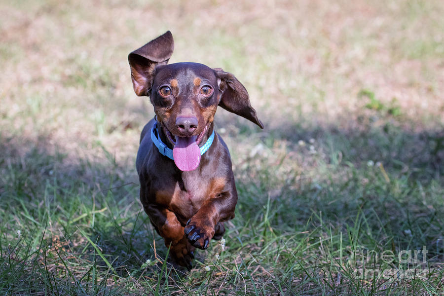 Happy dachshund hot sale