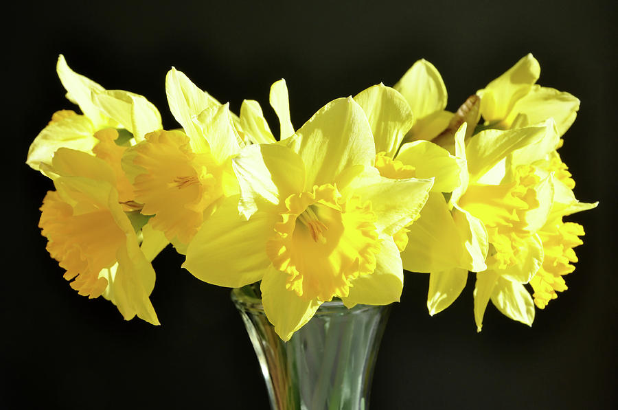 Happy Daffies Photograph by Ross Powell