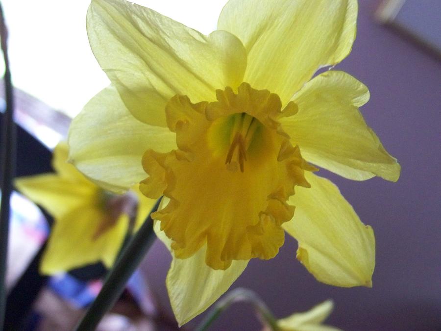 Happy Daffodil  Photograph by Julie Rauscher