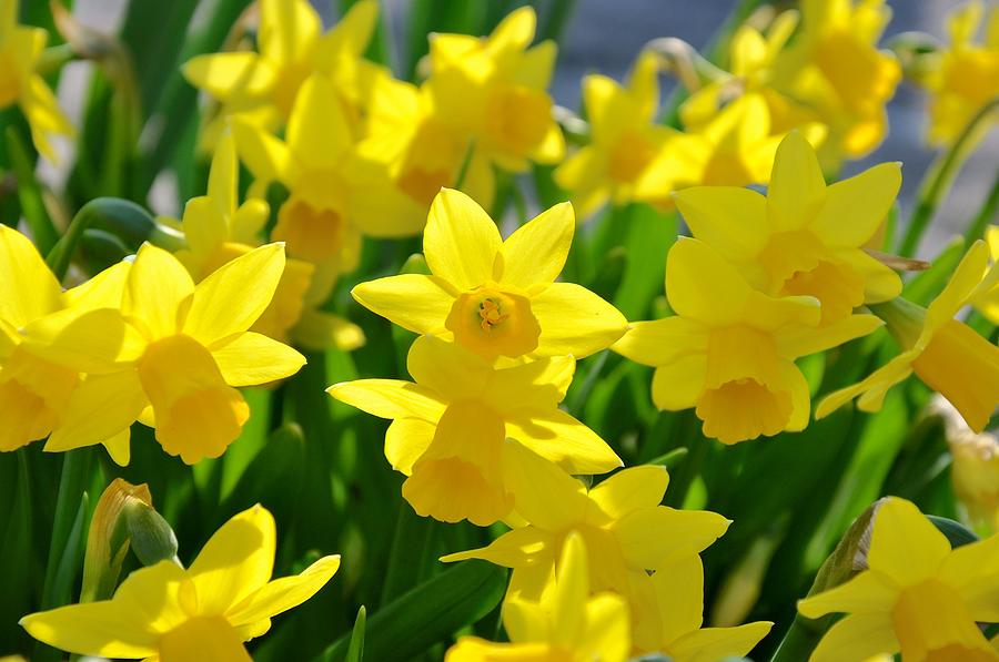 Happy Daffodils Photograph by Barbara Stellwagen - Fine Art America