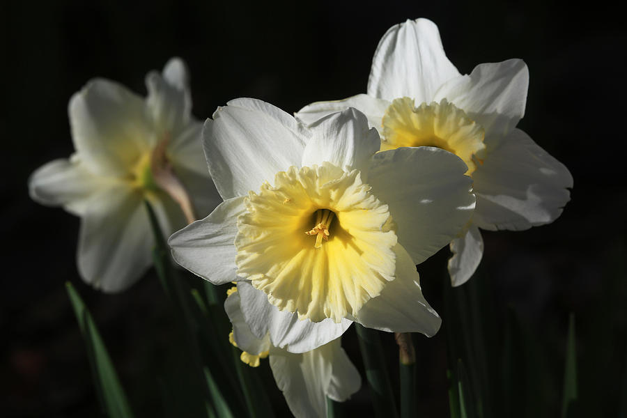 Happy Daffy Photograph by Donna Kennedy
