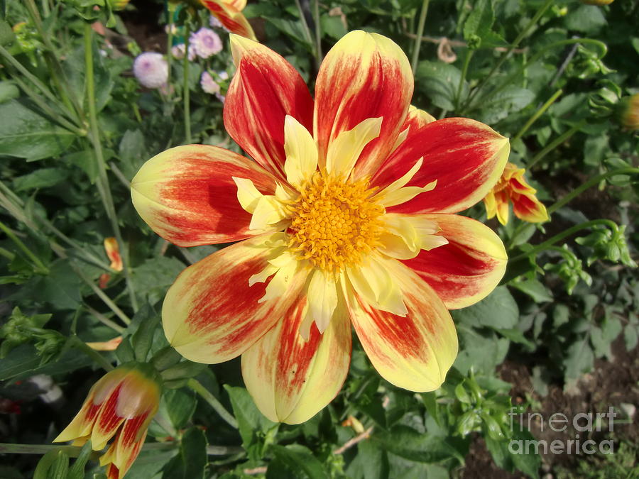 Nature Photograph - Happy Dahlia by Chris Colibaba