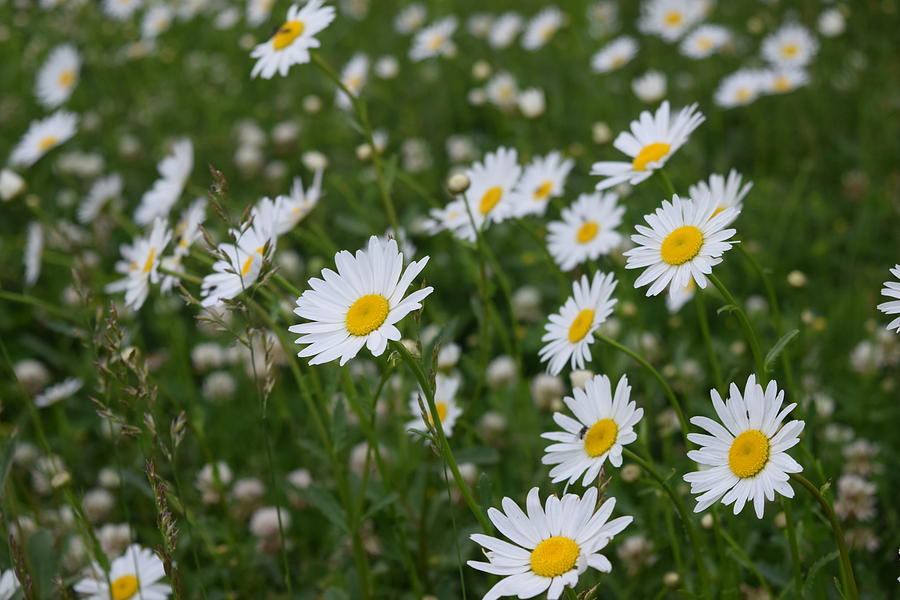 Happy Daisies Photograph by Renee Hansen - Fine Art America