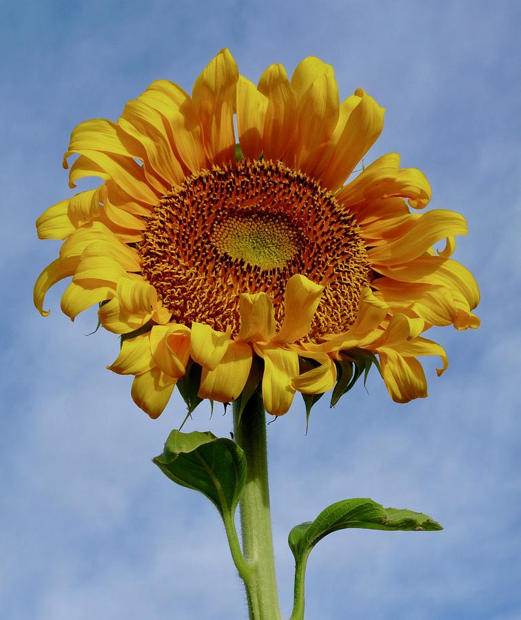 Happy Desert Garden Sunflower Photograph by Judy Kennedy