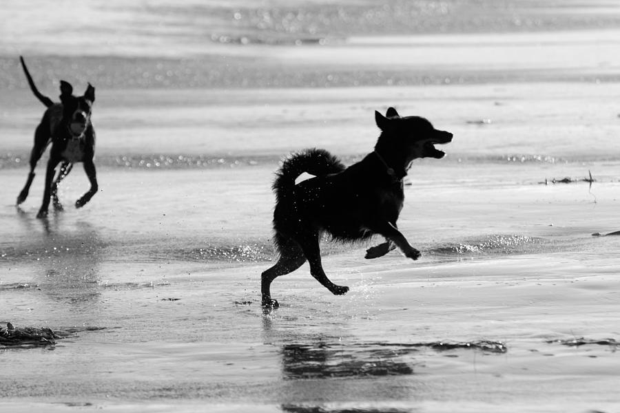 Happy Dog black and white Photograph by Jill Reger