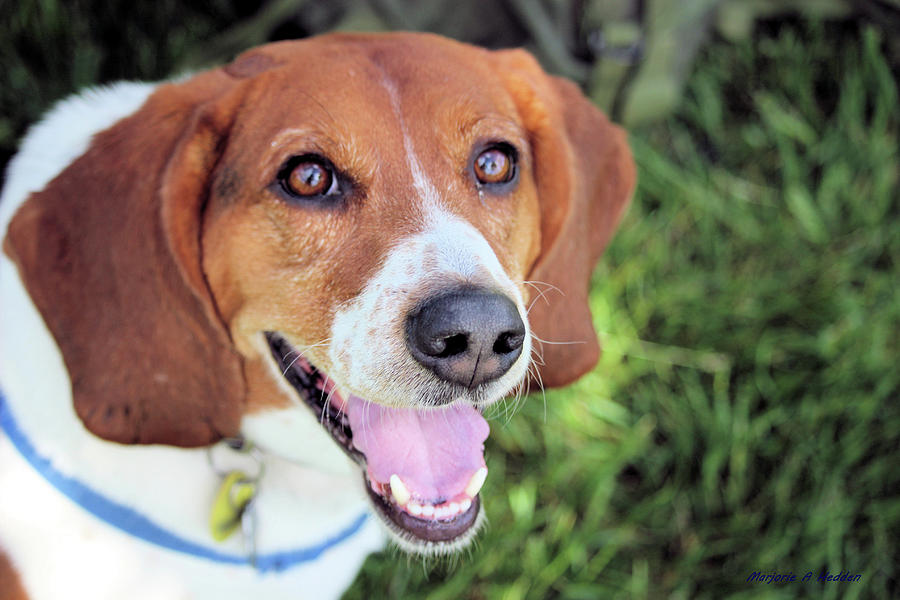 Happy Dog Photograph by Marjorie Hedden - Fine Art America