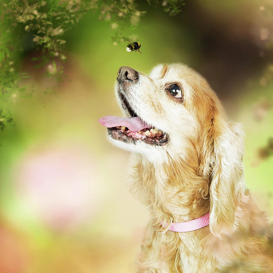 Happy Dog Outdoors Looking at Bee Photograph by Good Focused Happy Dog Outdoors Looking at Bee Photograph by Good Focused