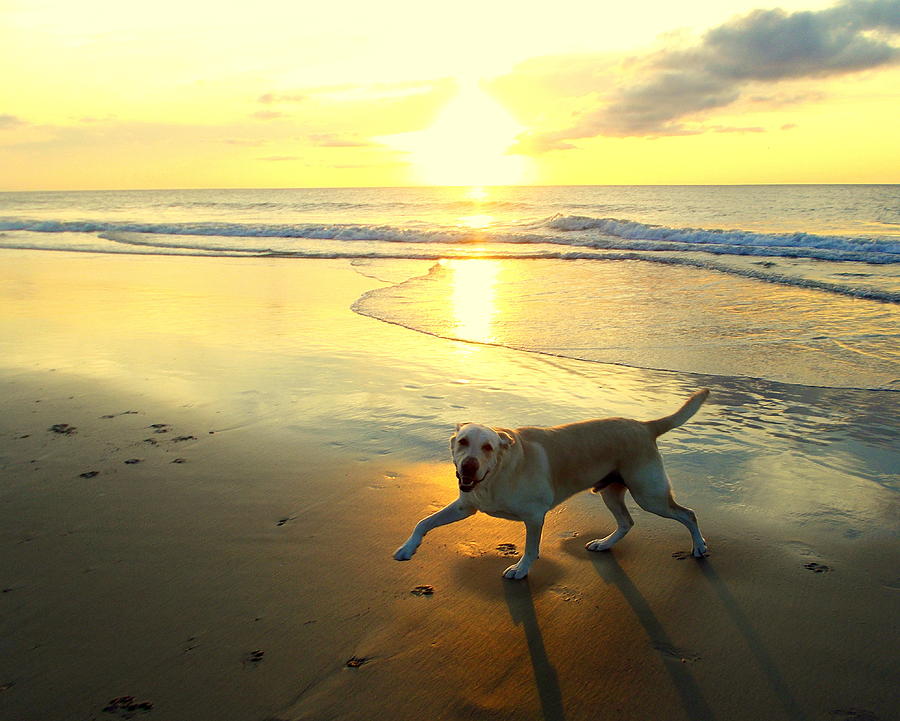 Happy Dog Sunrise 10 72416 Photograph by Mark Lemmon