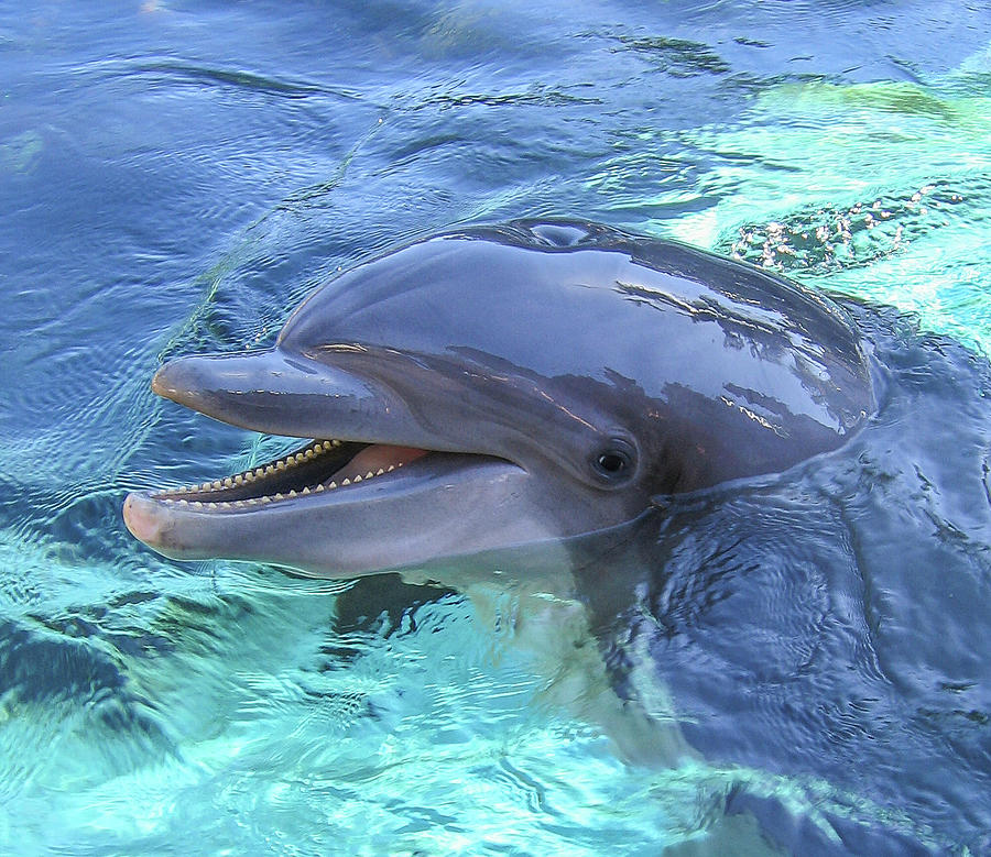 Happy Dolphin 03 Photograph by Ginger Stein