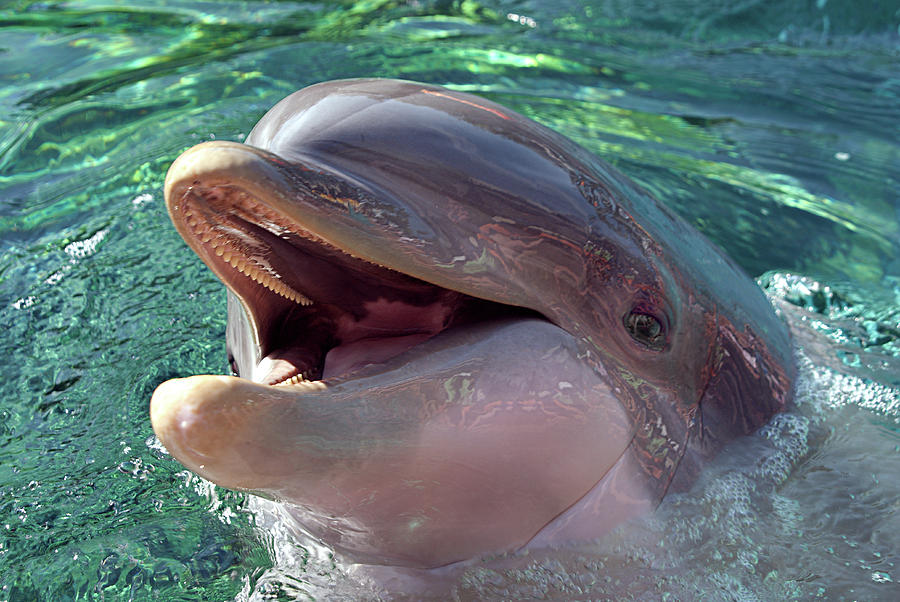 Happy Dolphin - Big Smile Photograph by Mitch Spence