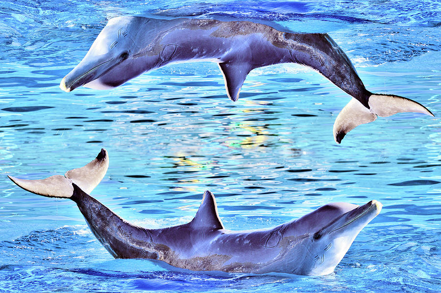 Dolphin Digital Art - Happy dolphins. by Andy i Za