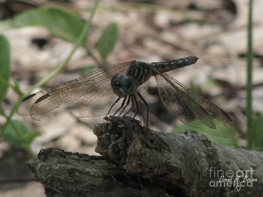 Happy Dragonfly Photograph by Donna Brown
