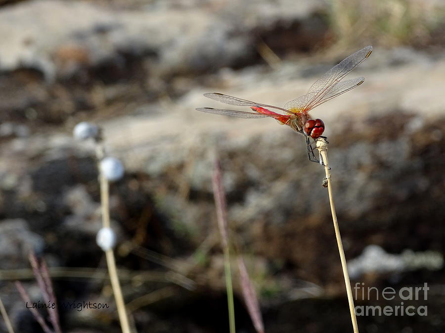 Happy Dragonfly Photograph by Lainie Wrightson