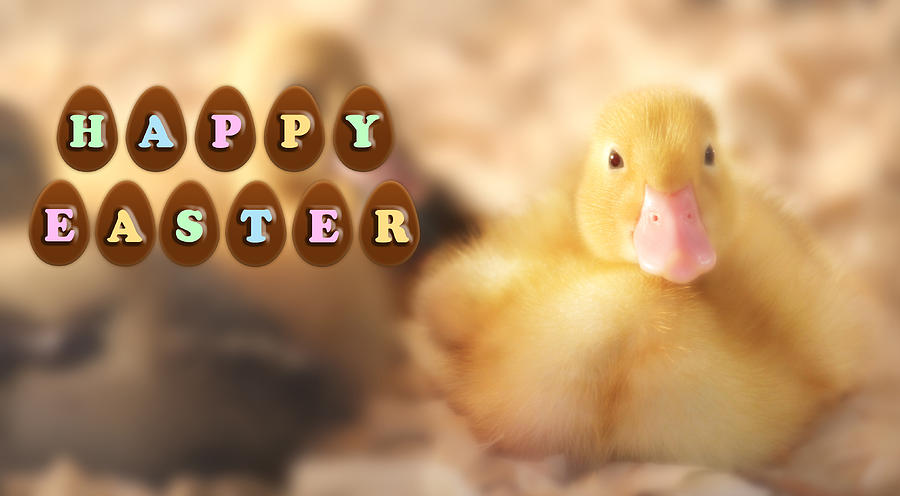 Happy Easter Greetings From Cute Duckling Photograph