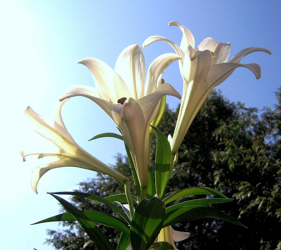 Happy Easter Lilies Photograph by Don Struke