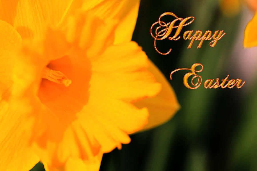 Happy Easter Yellow Daffodil Spring Flowers Photograph