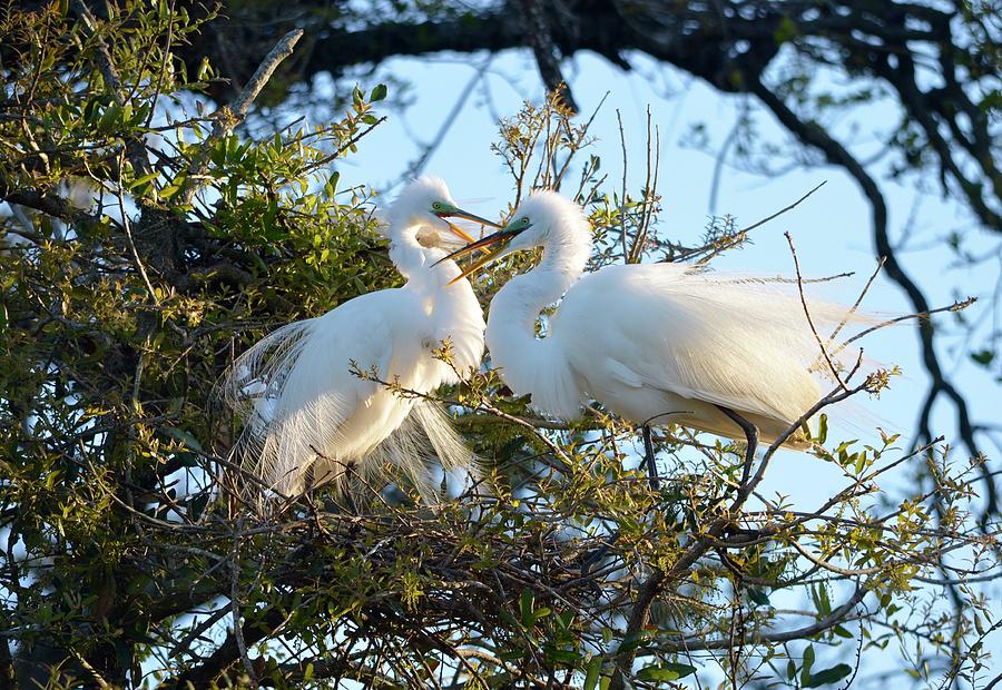 Happy Egret Mates Photograph by Richard Bryce and Family