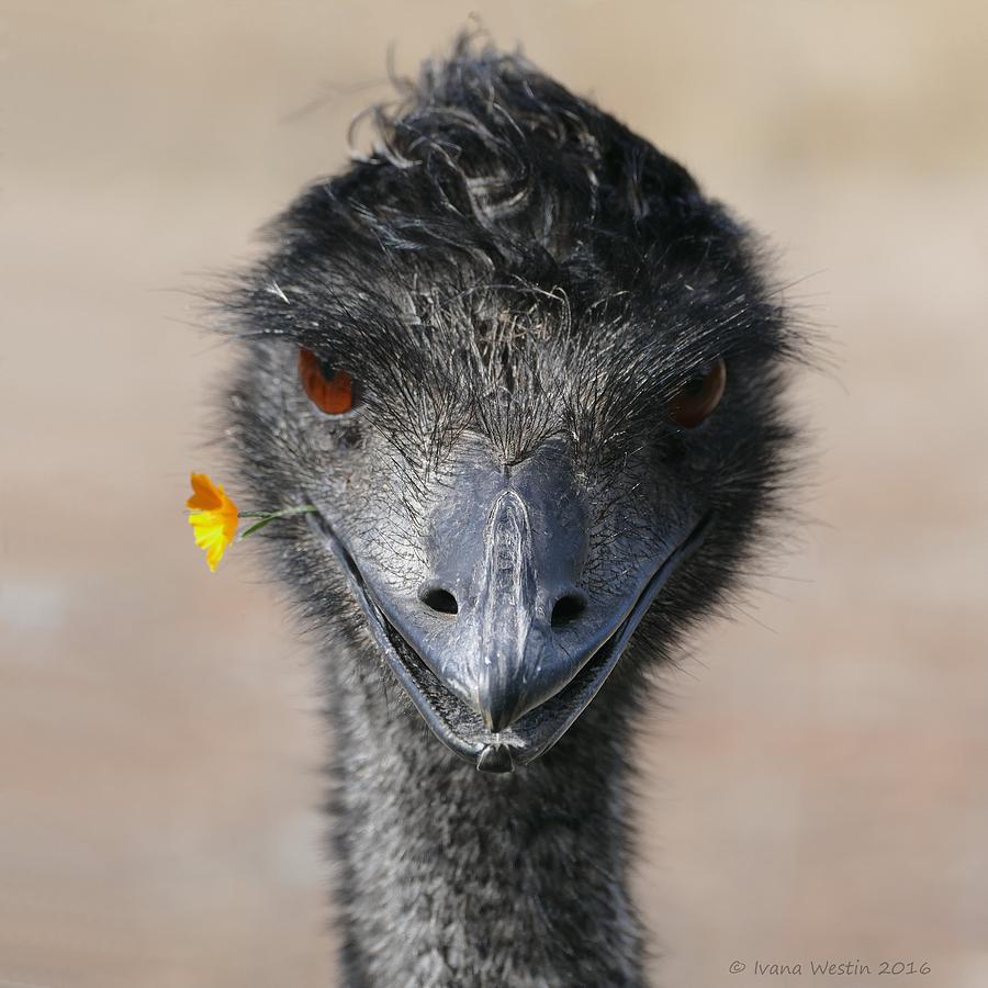 Happy Emu Photograph by Ivana Westin
