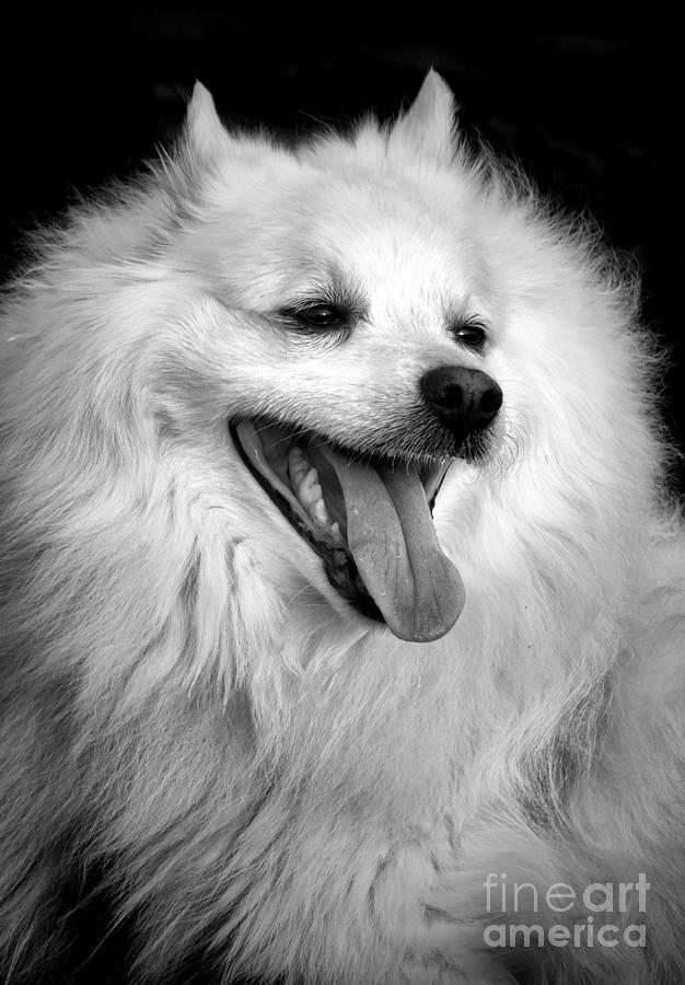 Dog Photograph - Happy Eskie by Olivier Le Queinec