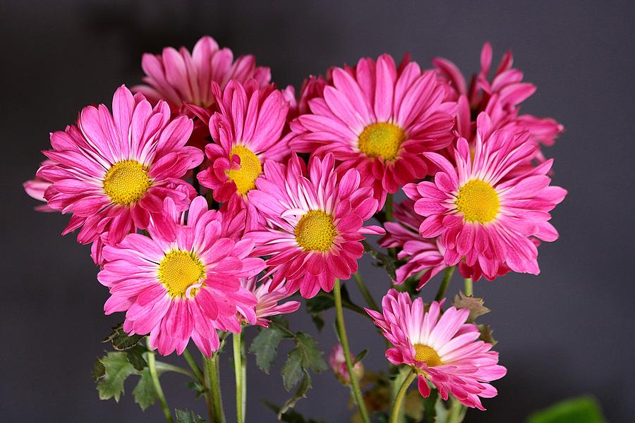 Happy Face Pink Mums Photograph by Sheila Brown