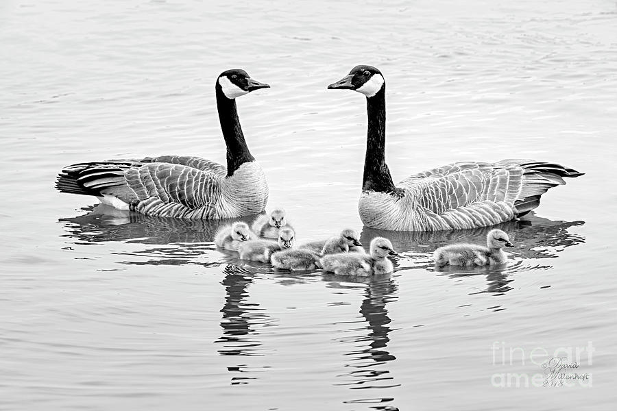 Canadian Geese Art Black and White Photograph by David Millenheft