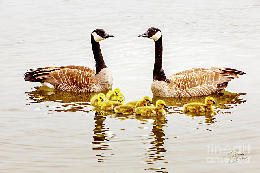 Happy Family Canadian Geese Art Photograph by David Millenheft