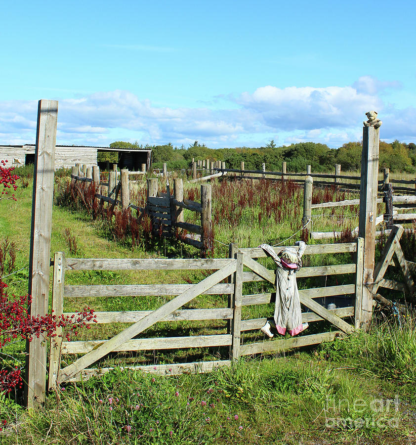Happy Farm Sligo Photograph by Eddie Barron