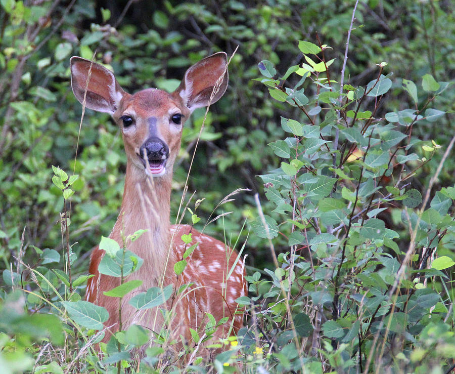 Happy Fawn Photograph by Brook Burling