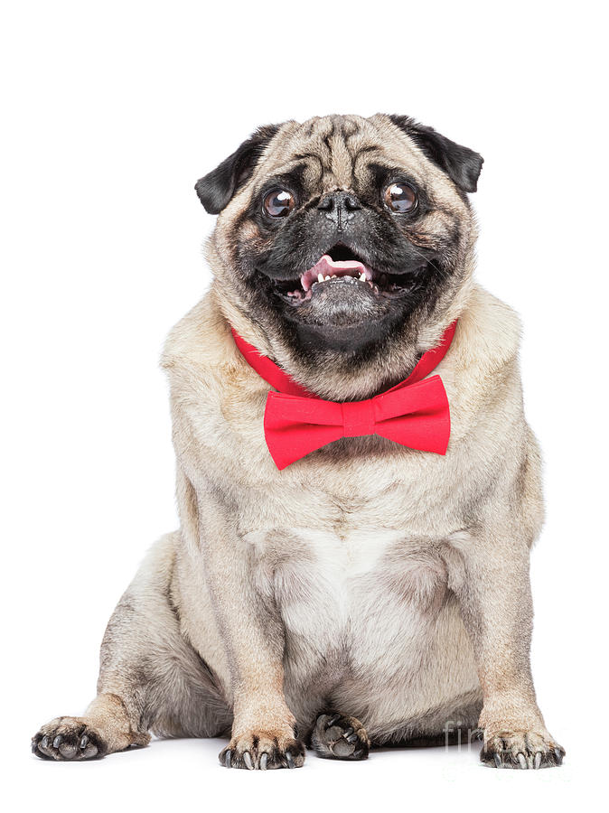 Happy fawn pug dog in red bowtie. Photograph by Michal Bednarek