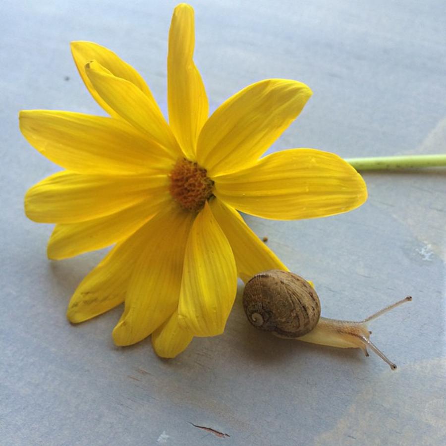 Happy First Day Of Spring🌼🐌 Photograph by Kelsey  Gold 