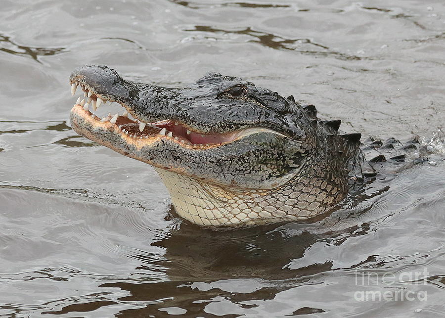 Happy Florida Gator Photograph by Carol Groenen