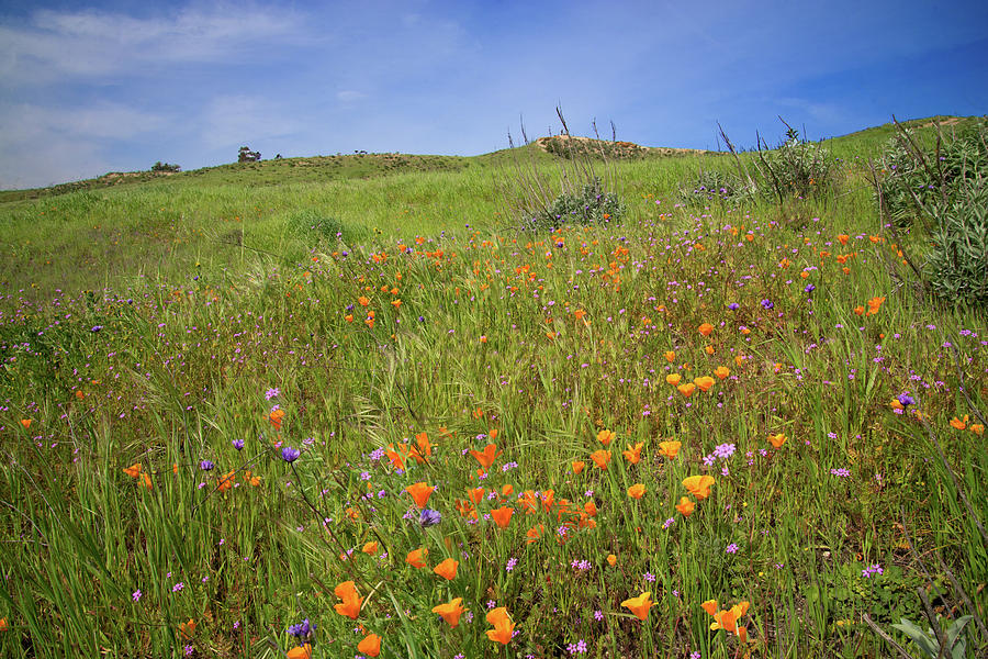 Happy Flowers of the 2017 Superbloom  Photograph by Lynn Bauer