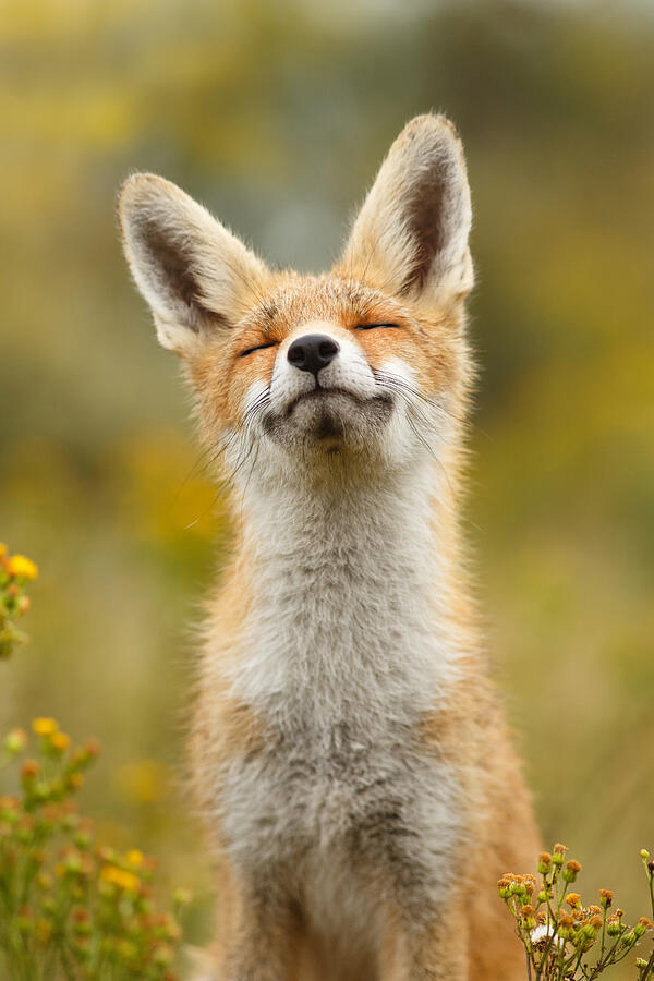 Red Fox Photograph - Happy Fox by Roeselien Raimond