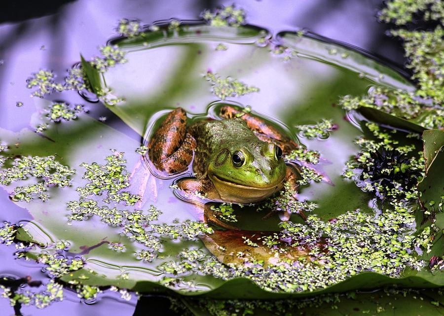 Happy Frog Photograph by Ronda Ryan