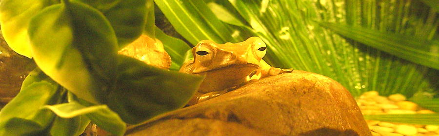 Happy Frog Photograph