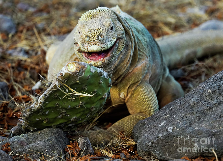 Happy Galapagos Sante Fe Land Iguana Photograph