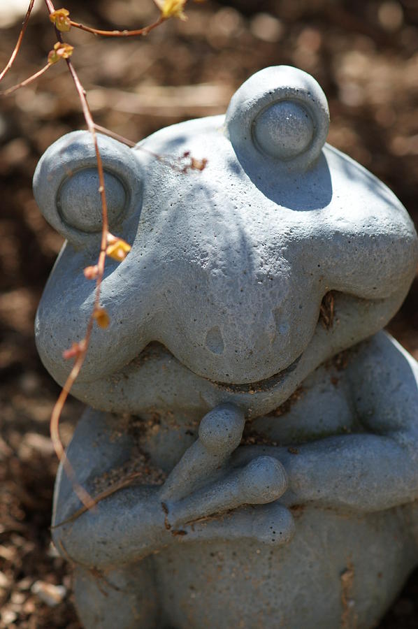 Happy Garden Frog  Photograph by Edward Myers