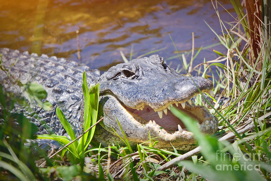 Happy Gator 2 Photograph by Judy Kay