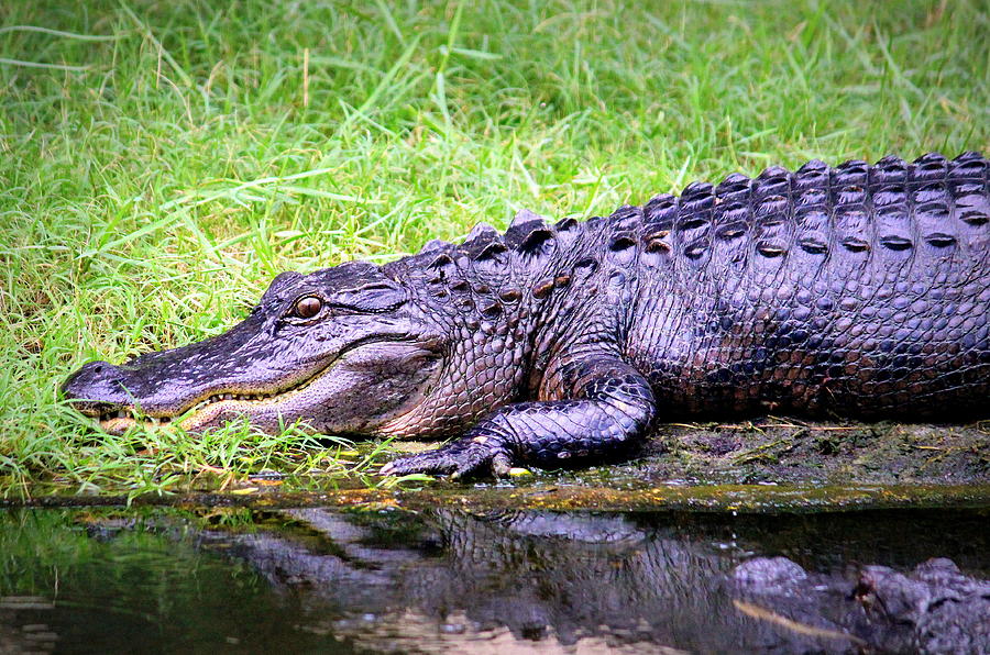 Alligator Photograph - Happy Gator by Faith Williams